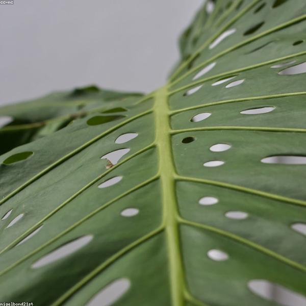 Plantas